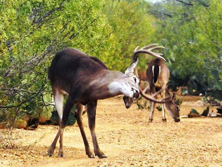 Supera expectativas temporada de cacería en Nuevo Laredo