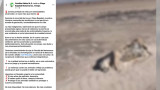 Hallan a perrita gestante asesinada en Playa Bagdad; denuncian cuarto caso de crueldad animal en la zona