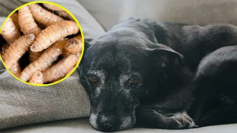 Detectan caso de gusano barrenador en mascota de Ciudad Madero