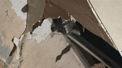 Aumenta población de mapaches