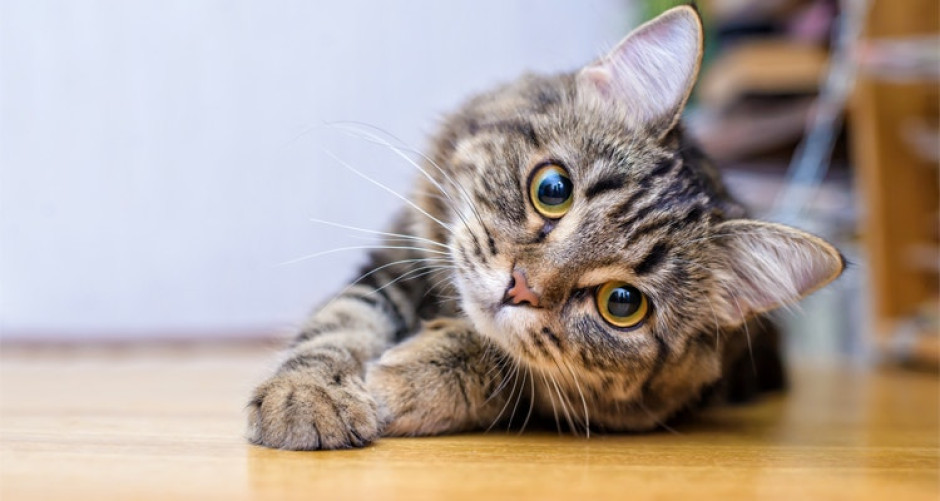 ¡Los michis están de fiesta! 20 de febrero, Día Internacional del Gato