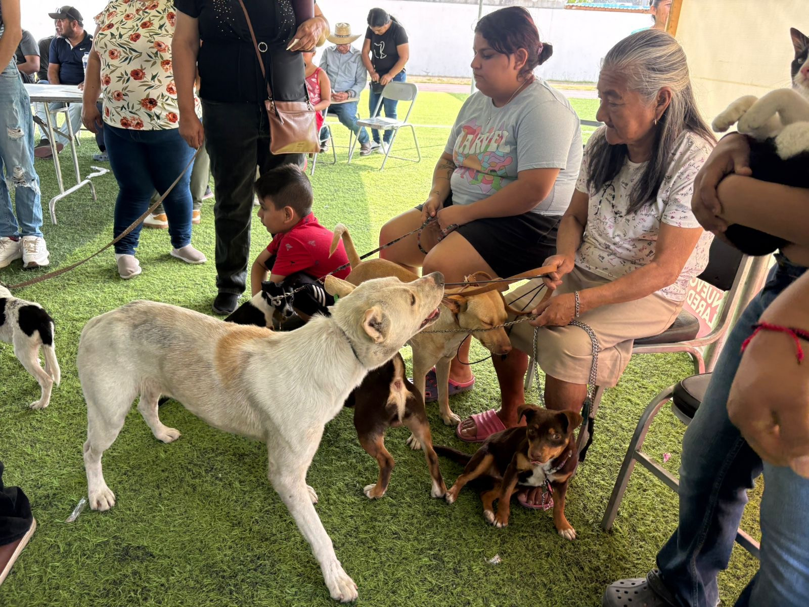 Exitosa jornada de bienestar animal en el programa "Presidencia Cerca de Ti"