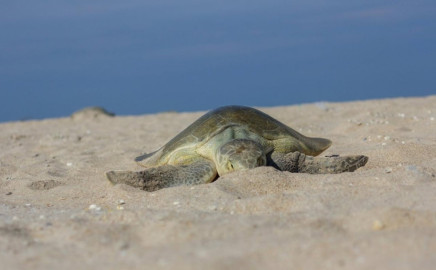 Refuerzan vigilancia en playas de Tamaulipas para proteger tortugas marinas en Semana Santa