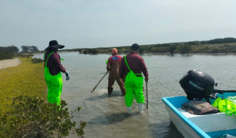 Impulsan desarrollo de granjas de ostión en Aldama y San Fernando