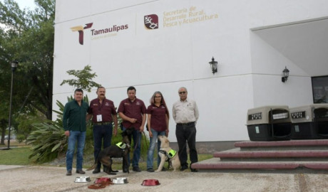 Refuerza Tamaulipas la sanidad pecuaria con binomios caninos especializados