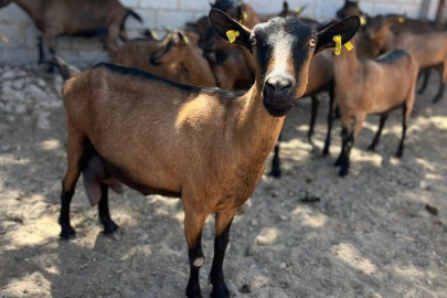 Destaca Tamaulipas con genética caprina de alto nivel en festival nacional