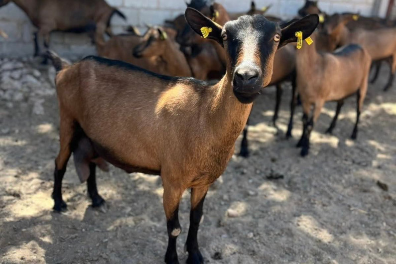 Destaca Tamaulipas con genética caprina de alto nivel en festival nacional
