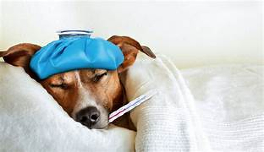 Permiso laboral por mascotas: el fallo en Italia que se volvió viral y genera discusión