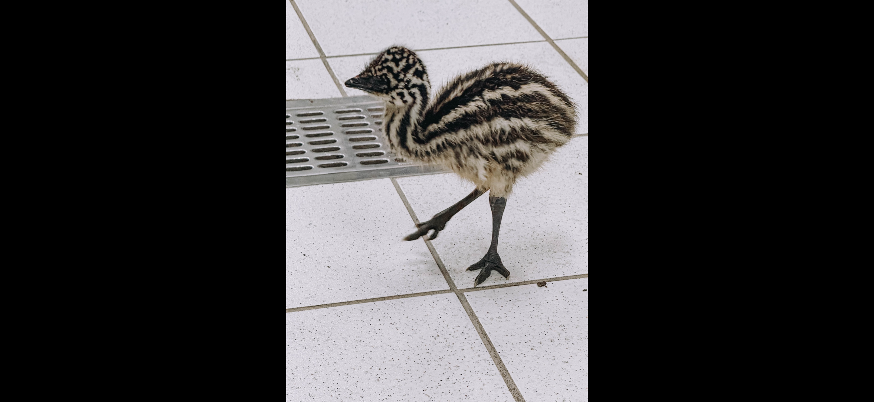 Nacen ejemplares de emú en el Zoológico Tamatán