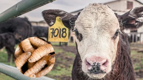 Tamaulipas repunta casos del gusano barrenador; Sheinbaum anuncia el estado se incluirá en un esquema federal