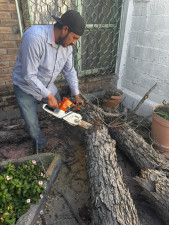 Regula Gobierno Municipal la tala de árboles y llama a prevenir sanciones