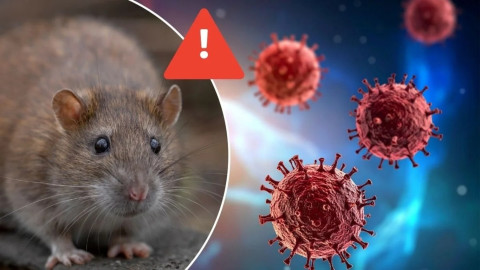 OMS confirma cinco casos de hantavirus; advierte posibilidad de más contagios