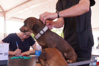 Todo listo para la jornada gratuita de vacunación y desparasitación para mascotas; invitan a las familias a participar
