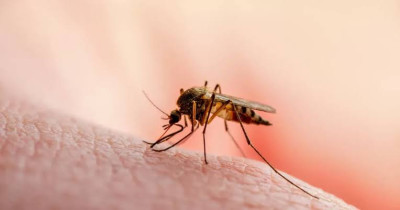 Salud reporta cuatro muertes por dengue en México; alistan vacuna de Japón y Brasil