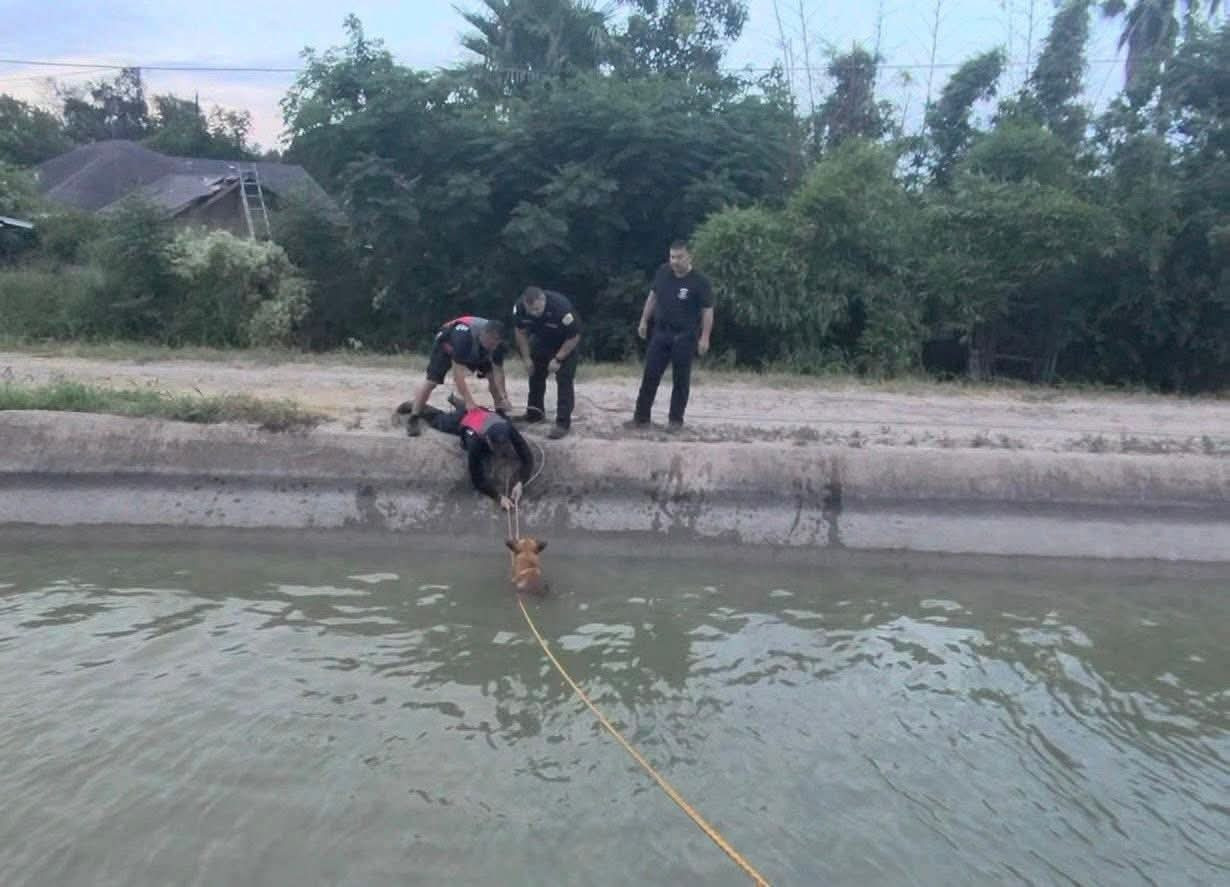 Bomberos rescatan a seis perros atrapados en un canal en Mission, Texas