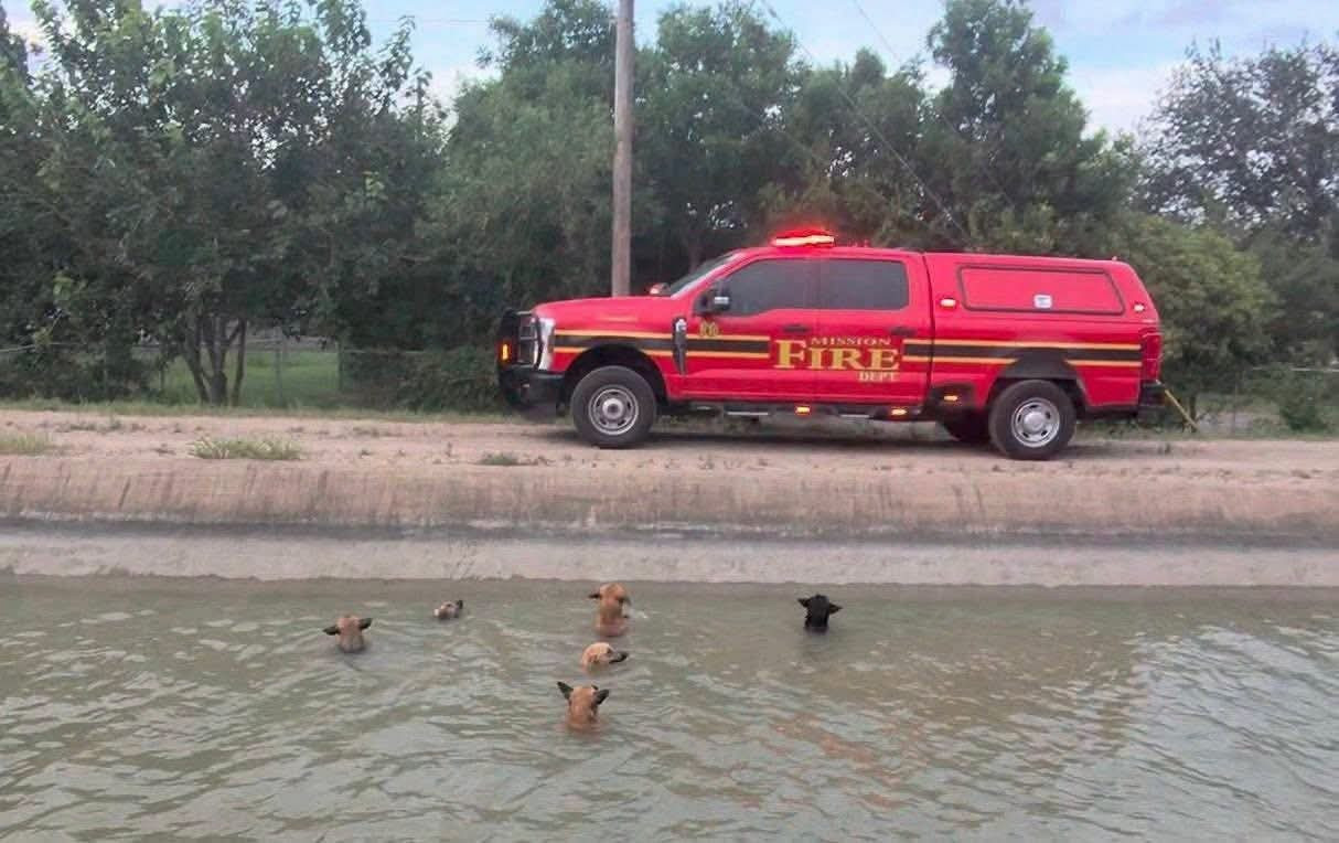 Bomberos rescatan a seis perros atrapados en un canal en Mission, Texas