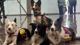 ¡Patitas al rescate! Cruz Roja envía binomios caninos a Venezuela