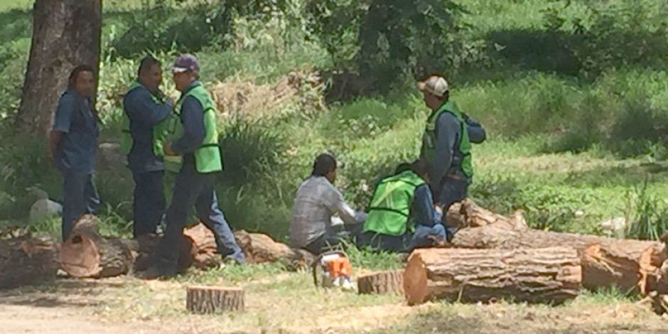 Arboles son cortados por festividad de “Sanmarcazo”
