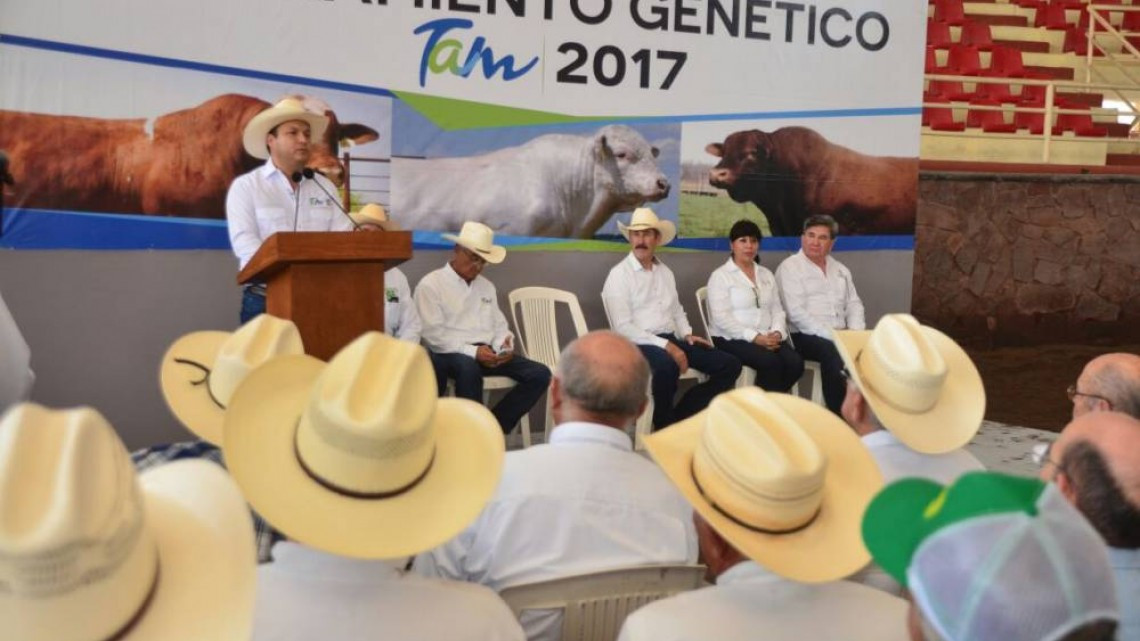 Ganaderos fortalecen su hato con subasta y mejoramiento genético