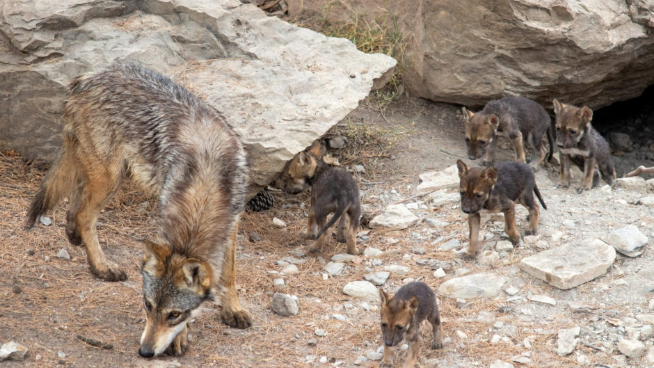 Nacen en Coahuila cachorros de lobo gris, especie en peligro de extinción 