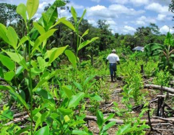 Colombia declara nueve áreas libres de cultivos ilícitos