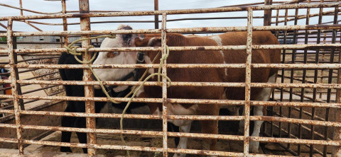 Convierten restricción de exportación en oportunidad de negocio