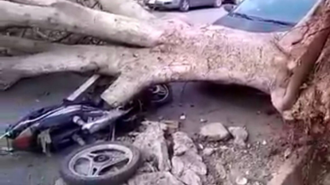 Frente Frío 44 provoca caída de árboles y vialidades cerradas en Victoria 