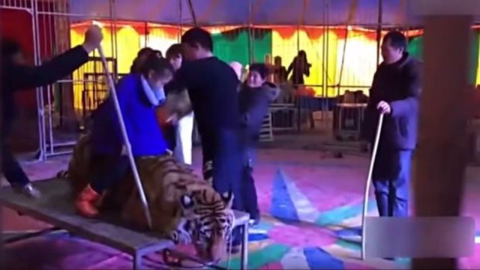 Para tomarse fotos con un tigre, un circo lo inmoviliza