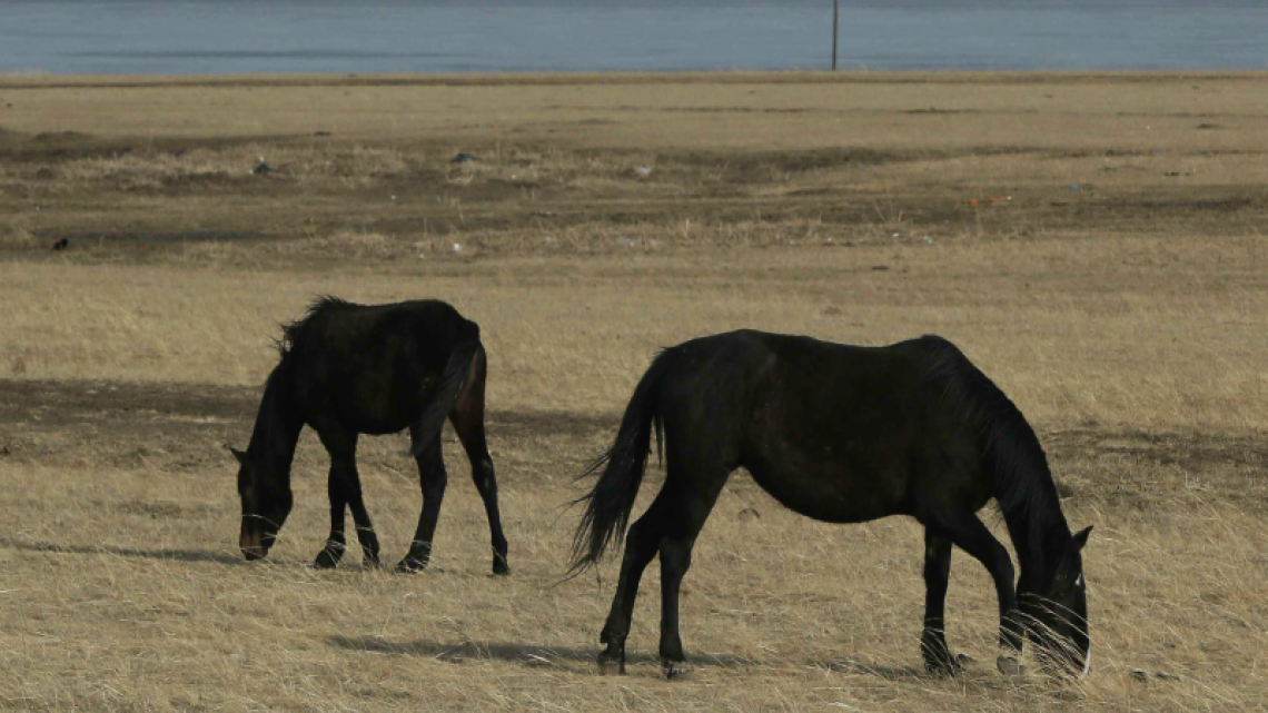 Decenas de caballos salvajes mueren de sed en la ola de calor de Australia