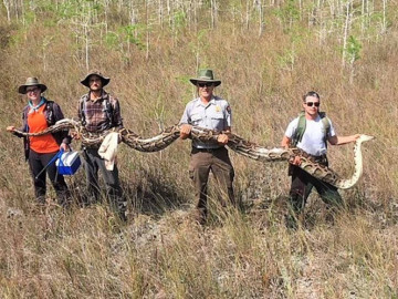 Capturan pitón de más de 5 metros en Florida