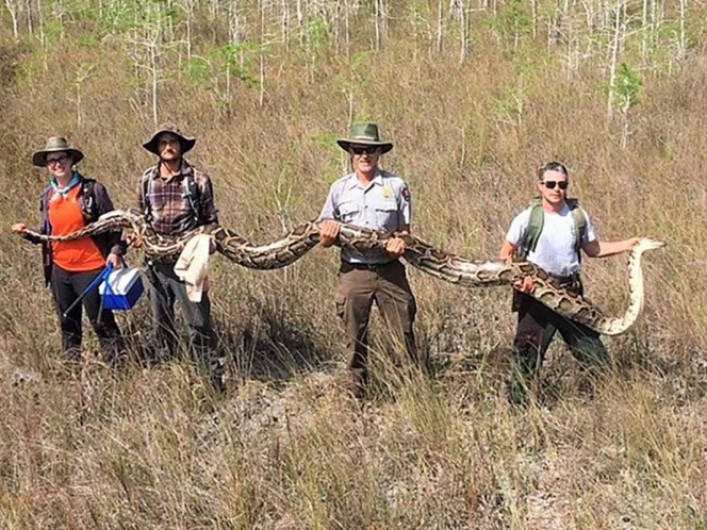 Capturan pitón de más de 5 metros en Florida