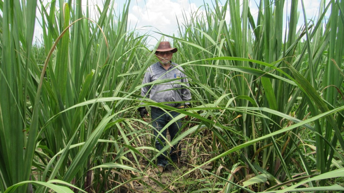 Gobierno del Estado mantiene bajo control la plaga  de langosta