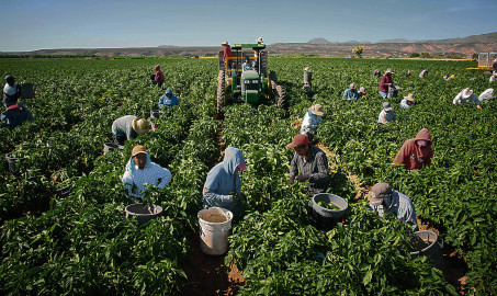Podrían legalizar residencia agricultores indocumentados