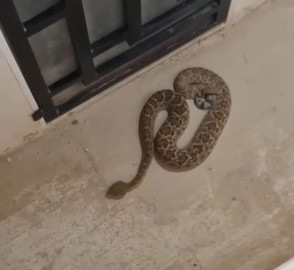 Aumentan avistamientos de víboras por el calor; llaman a protegerlas