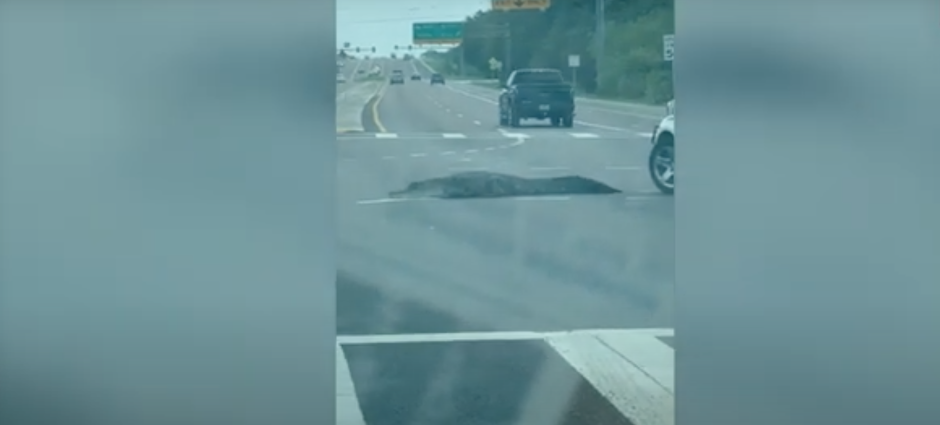 Caimán se pasea por una calle en Florida