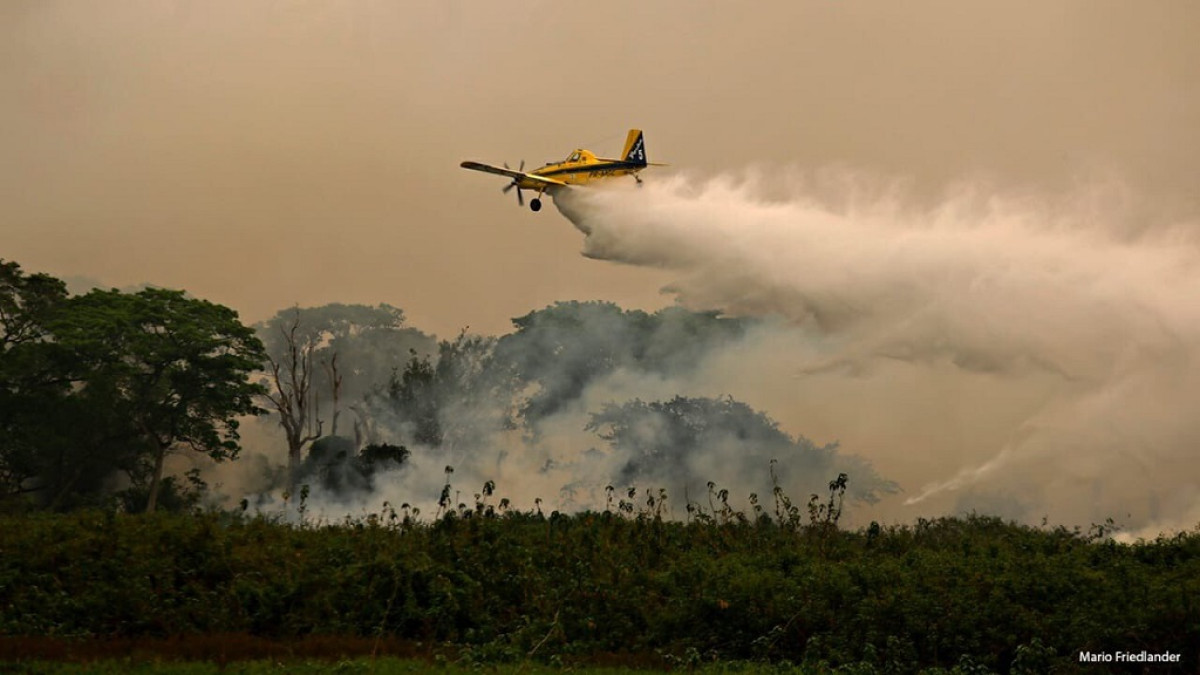 Se incendia en Brasil parque con gran población de jaguares 