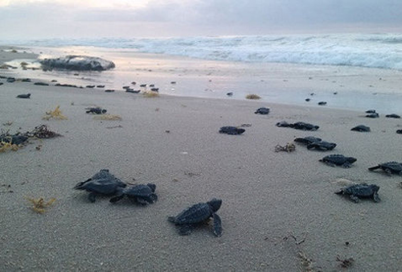 Capacitan a gendarmes para cuidado de tortuga lora
