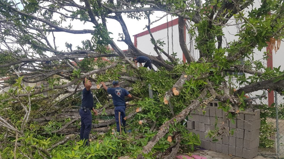 Cae árbol en patio de jardín de niños