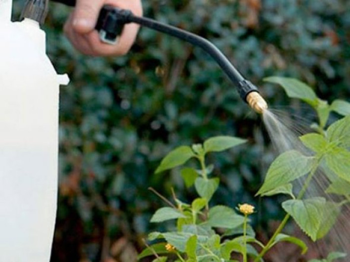 Campestre se fumiga "a medias"