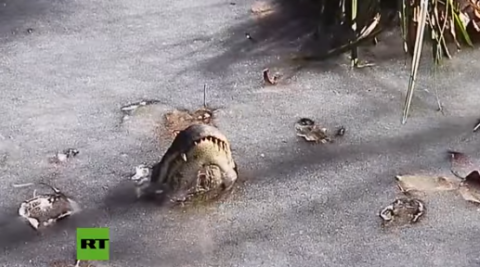 Cocodrilos congelados por bajas temperaturas