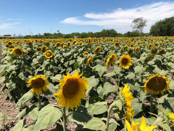 Causa furor cultivo de girasoles en el ejido Revolución 