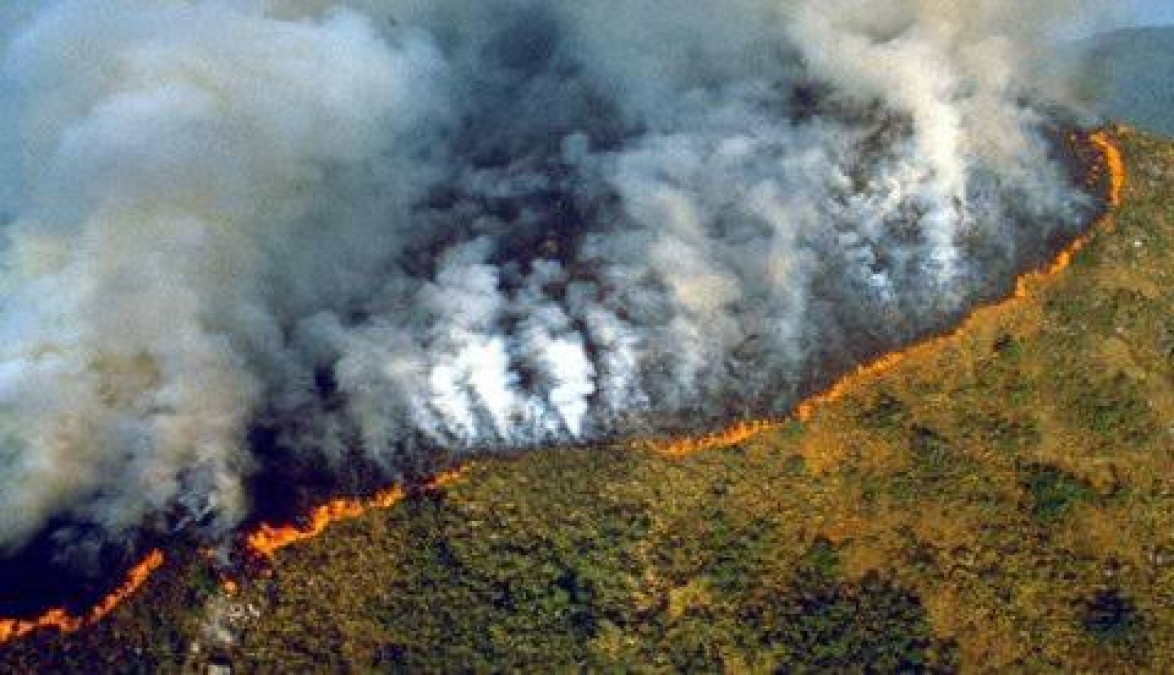Fauna en Brasil se ve amenazada ante incendios forestales