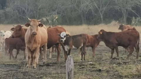 Sequía provocó reducción del 15 % del hato ganadero en Tamaulipas