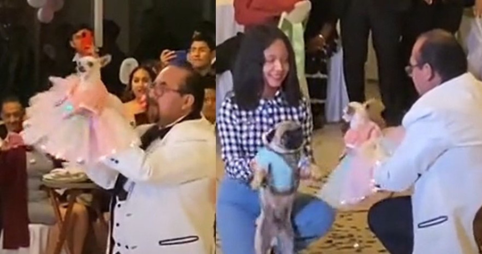 Festejan fiesta de XV años a perrita chihuahua