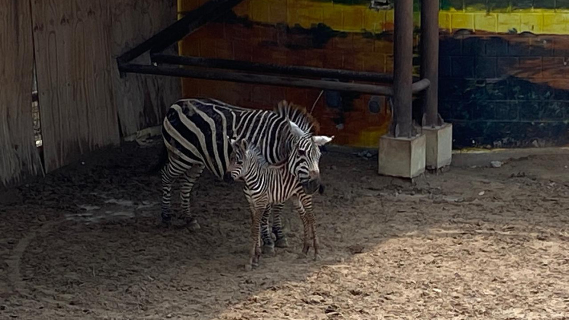 Capibara y Jirafa los favoritos en el Zoo 