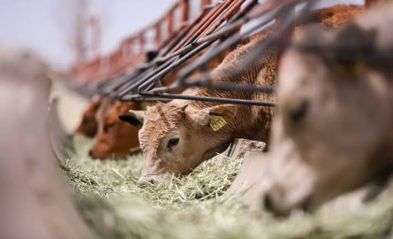 Ganaderos de Tamaulipas pierden $170 millones por cierre fronterizo con EU