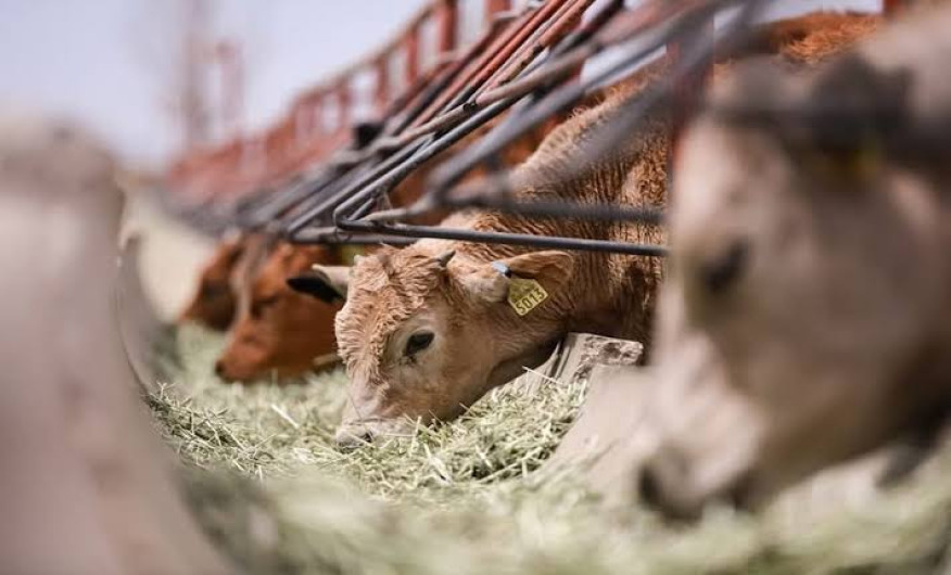 Ganaderos de Tamaulipas pierden $170 millones por cierre fronterizo con EU