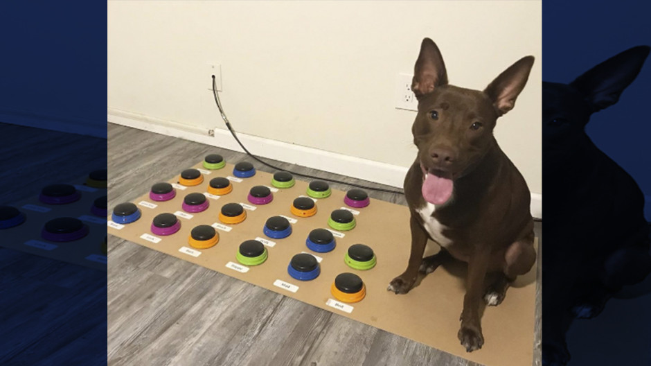 Perrita aprende a hablar con humanos a través de tablero con sonidos