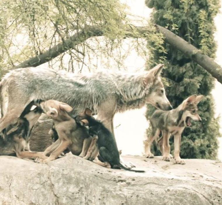 Nacen 6 hembras de lobo gris mexicano en Tamatan; especie en peligro de extinción