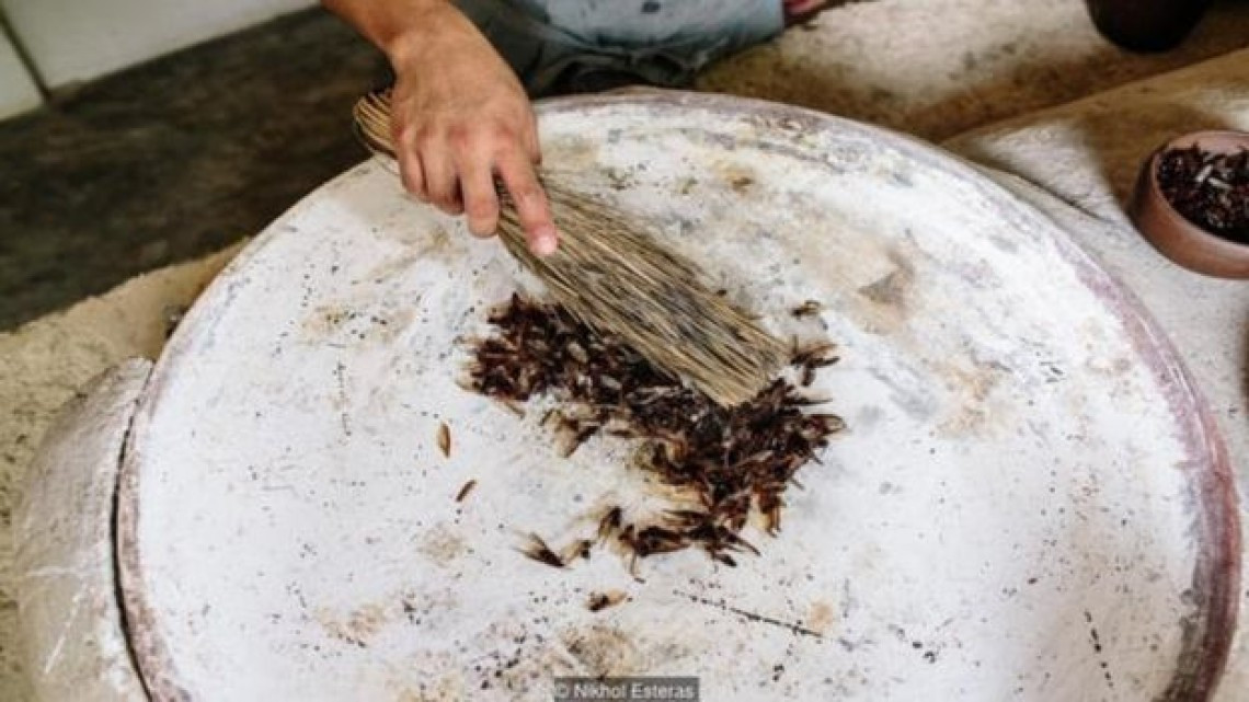 Las hormigas “chicatanas”, el manjar oaxaqueño más caro de temporada
